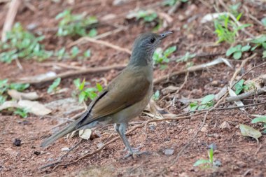 Barranco ardıç kuşu Brezilya Cerrado 'sunda en yaygın ardıç kuşudur. Barranqueira, capoeiro, gri başlı, roket, beyaz ardıç kuşu ve kahverengi ardıç kuşu olarak bilinir.)