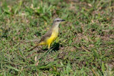 Seçici odak noktasında bir Siriri veya Suiriri kuşu (Tyrannus melankolicus)