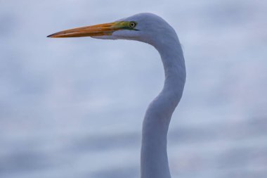 Seçici odak noktasında büyük beyaz balıkçıl (Ardea alba) izole