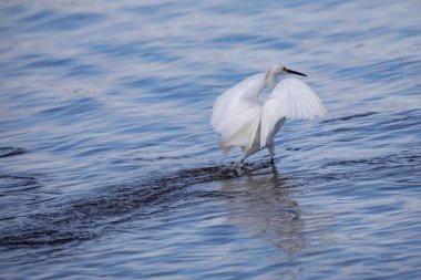 Seçici odak noktasında büyük beyaz balıkçıl (Ardea alba) izole