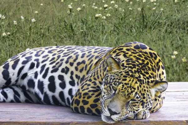 Дикий Ягуар Panthera Onca Портрете Избирательный Фокус Размытием Глубины Известный — стоковое фото