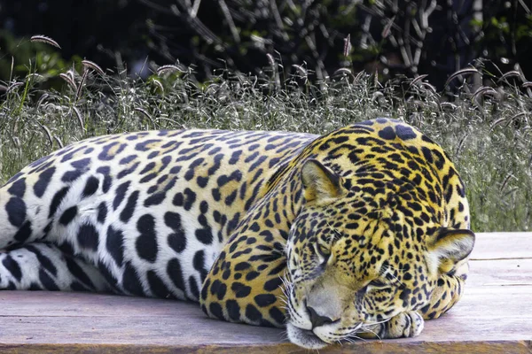 Wilder Jaguar Panthera Onca Porträt Und Selektivem Fokus Mit Tiefenunschärfe — Stockfoto