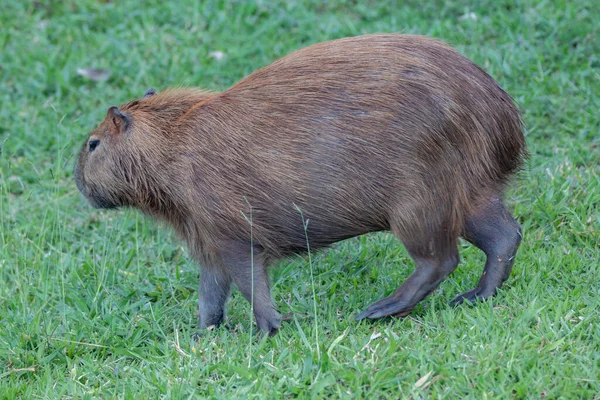 Dél Amerikai Capybara Közelkép Szelektív Fókusz — Stock Fotó