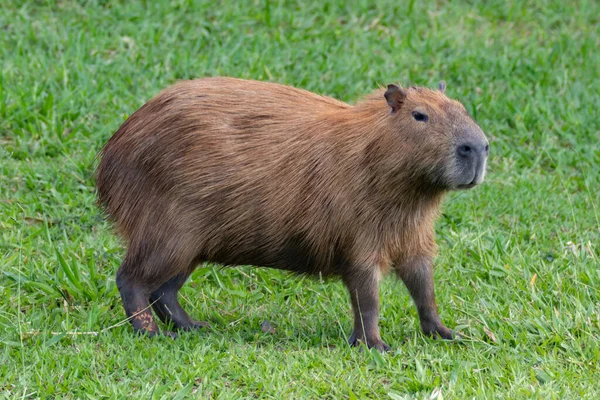 Dél Amerikai Capybara Közelkép Szelektív Fókusz — Stock Fotó