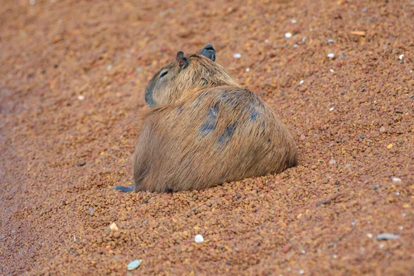 South American Capybara Zbliżenie Selektywne Skupienie — Zdjęcie stockowe