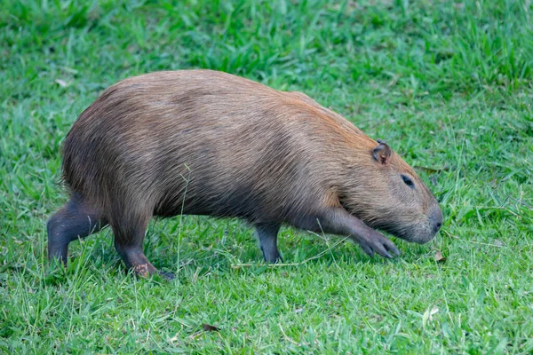 Zuid Amerikaanse Capybara Close Selectieve Focus — Stockfoto