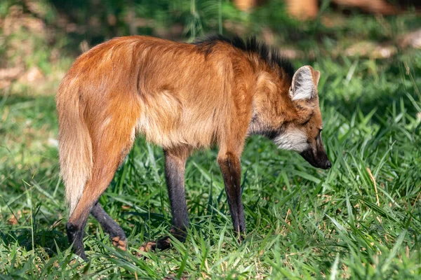 stock image Guara wolf (Chrysocyon brachyurus) one of the rarest wolves in the world lives in the Brazilian cerrado biome 