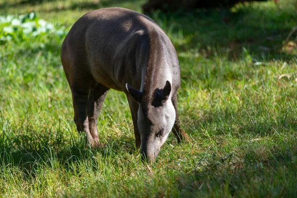 Tapir Brasil Tapirus Terrestris Merumput Sendiri Dalam Fokus Selektif — Stok Foto