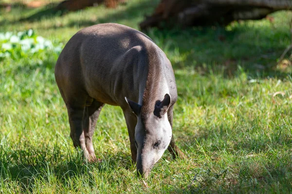 Tapir Brasileño Tapirus Terrestris Pastando Solo Enfoque Selectivo —  Fotos de Stock