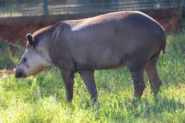 Brazíliai Tapir Tapirus Terrestris Legeltetés Szelektív Fókuszban — Stock Fotó