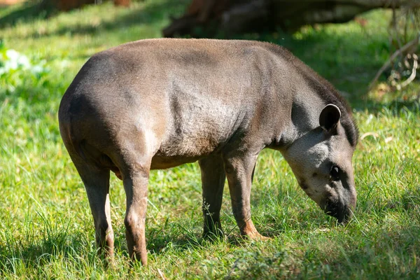 Tapir Brasileño Tapirus Terrestris Pastando Solo Enfoque Selectivo —  Fotos de Stock