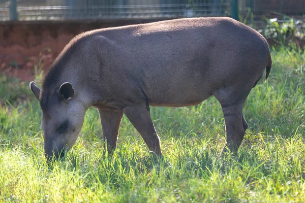 Бразильский Tapir Tapirus Terrestris Выпас Одиночку Селективном Фокусе — стоковое фото