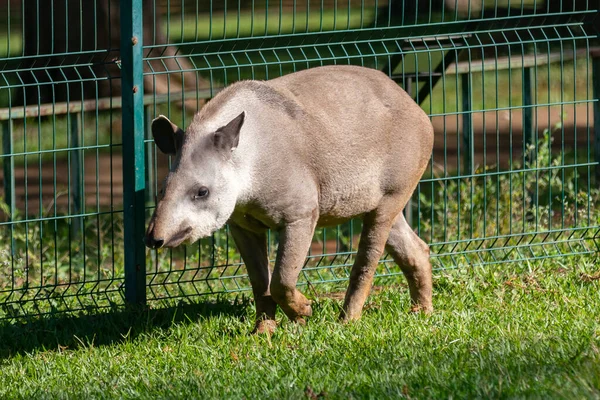 Brazilian Tapir Tapirus Terrestris Grazing Alone Selective Focus — Stock Photo, Image