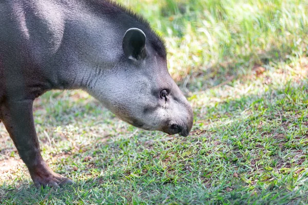 Braziliaanse Tapir Tapirus Terrestris Grazen Alleen Selectieve Focus — Stockfoto