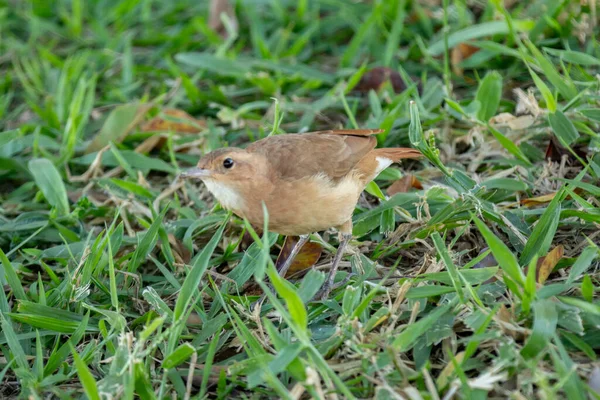 Joao Barro Bird Furnarius Rufus 풀밭에서 선택적으로 집중하는 — 스톡 사진