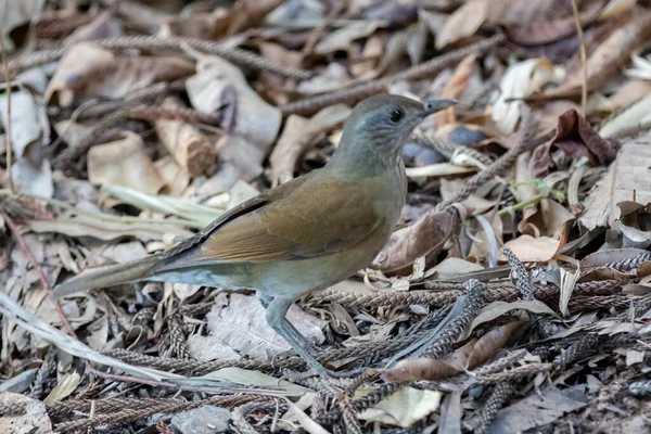 Barranco Ardıç Kuşu Brezilya Cerrado Sunda Yaygın Ardıç Kuşudur Barranqueira — Stok fotoğraf
