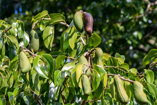 ジャトブ果実 ヒメナイア コベラル 選択的に焦点を当てます 典型的なブラジルの果物は ストック画像