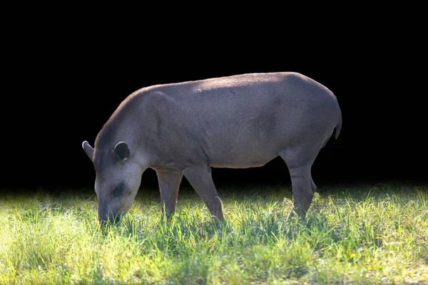 Tapir Brasil Tapirus Terrestris Merumput Sendiri Dalam Fokus Selektif — Stok Foto
