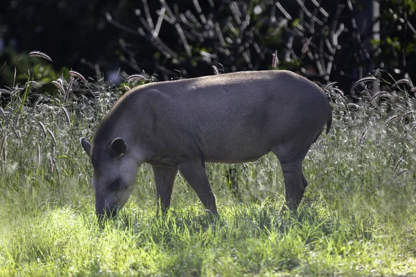 ブラジルのタピール Tapirus Terrestris 放牧のみを選択的焦点で — ストック写真
