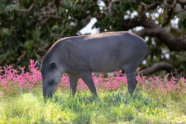 Бразильский Tapir Tapirus Terrestris Выпас Одиночку Селективном Фокусе — стоковое фото