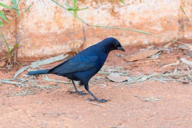 Ot üzerinde küçük siyah kuş portre ve seçici odak ile besleniyor