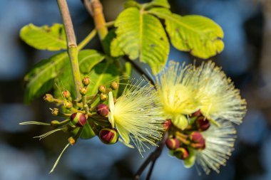 Pequi çiçekleri (caryocar brasiliense) vurgulandı