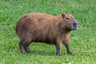South American capybara rm closeup and selective focus clipart