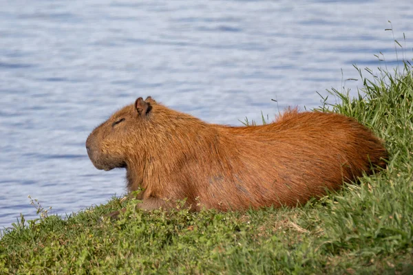 Sydamerikansk Capybara Närbild Och Selektivt Fokus — Stockfoto