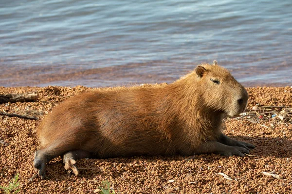 South American Capybara Close Seup Selective Focus — стоковое фото
