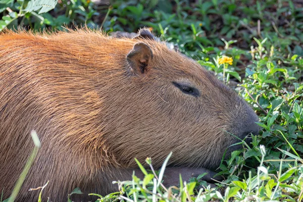 stock image South American capybara rm closeup and selective focus