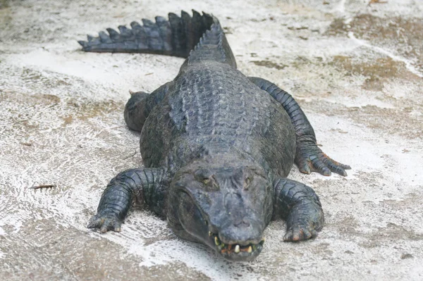 Typical Brazilian Alligator Pantanal Caiman Yacare — Stock Photo, Image