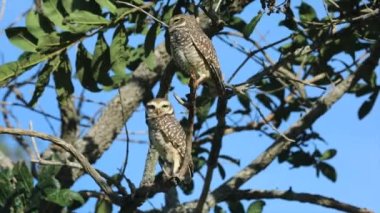 Yakın plan video ve derinlik bulanıklığı ile seçici odak ile oyuk Baykuş (Athene cunicularia)