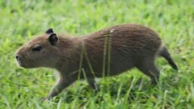 Capybara (Hydrochoerus hydrochaeris) çimlerin arasında hareket eden videoda