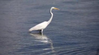 Video 'da balıkçıl balıkçıl (Ardea alba)