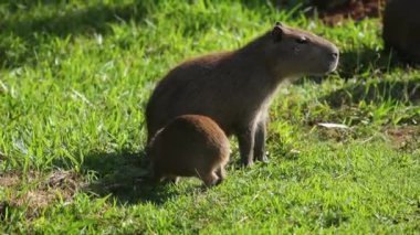 Capybara (Hydrochoerus hydrochaeris) çimlerin arasında hareket eden videoda