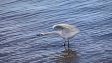 Video 'da balıkçıl balıkçıl (Ardea alba)