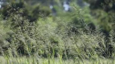 Yağmur ormanlarındaki ağaçların yapraklarında hafif bir esinti videosu. Arkaplan için rahatlatıcı sahne