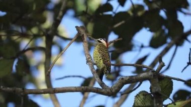 Picidae familyasından 
