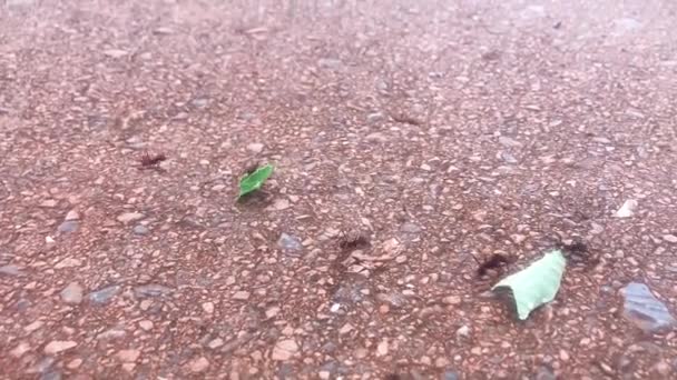 上班的蚂蚁带着树叶到巢穴里放录像 — 图库视频影像