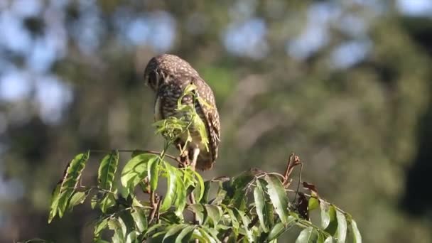 Burrowing Owl Athene Cunicularia Βίντεο Closeup Και Επιλεκτική Εστίαση Θόλωμα — Αρχείο Βίντεο