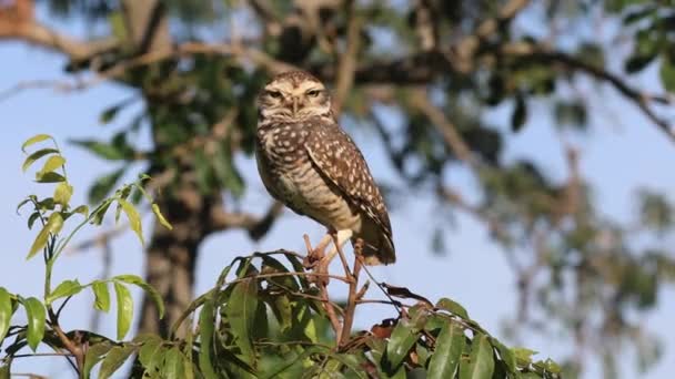 Burrowing Owl Athene Cunicularia Dalam Video Closeup Dan Fokus Selektif — Stok Video