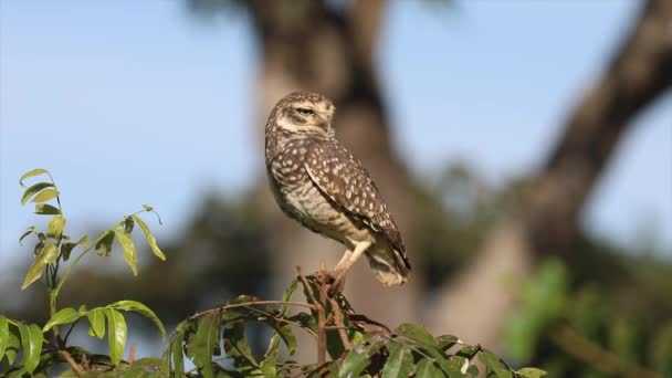 Burrowing Owl Athene Cunicularia Βίντεο Closeup Και Επιλεκτική Εστίαση Θόλωμα — Αρχείο Βίντεο