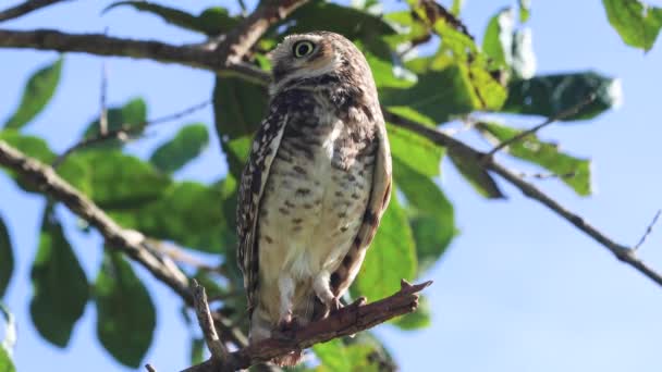 Burrowing Owl Athene Cunicularia Close Seup Video Selective Focus Depth — стоковое видео