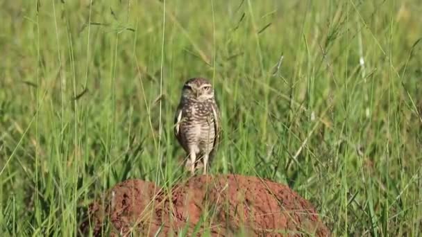 Burrowing Owl Athene Cunicularia Detailním Videu Selektivním Ostření Rozostřením Hloubky — Stock video