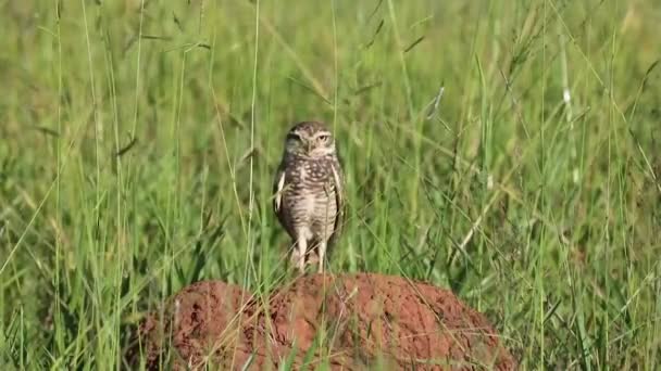 Burrowing Owl Athene Cunicularia Closeup Video Selective Focus Depth Blur — Stock Video