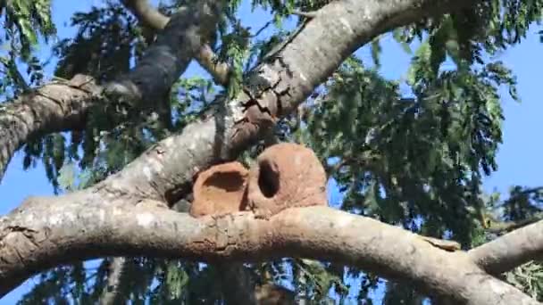 Ağacın Dalında Yapraklarında Hafif Rüzgarla Joo Barro Olarak Bilinen Kuş — Stok video