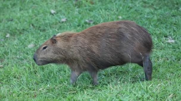 Capybara Hydrochoerus Hydrochaeris Video Moviéndose Través Hierba — Vídeos de Stock