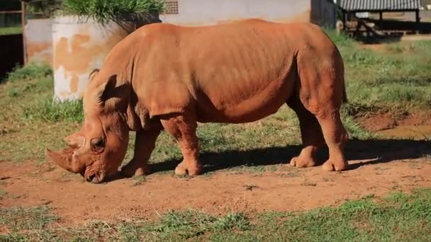 African White Rhino Moving Selective Focus — Stock Video