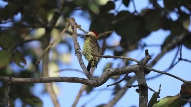 Picidae Familyasından Engelli Ağaçkakan Piciform Bir Kuş Ağaçkakan Karij Cerrado — Stok video