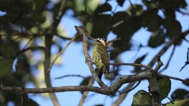 Дятел Решёткой Семейства Picidae Известен Woodpecker Carij Cerrado Green Woodpecker — стоковое видео